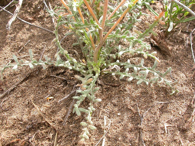 File:Mentzelia albicaulis (4048557057).jpg