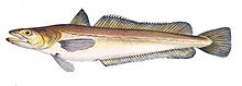 Drawing of extant Merluccius merluccius Merluccius merluccius.jpg