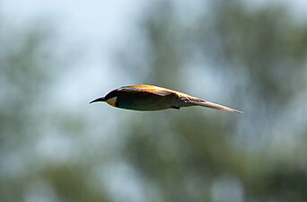 European bee-eater in flight