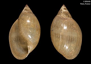 <i>Mexinauta</i> Genus of gastropods