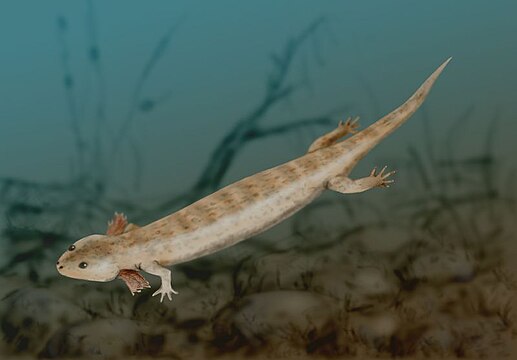 Microbrachis was a lepospondyl amphibian known from the Czech Republic.