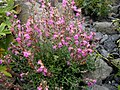 Clinopodium corsicum