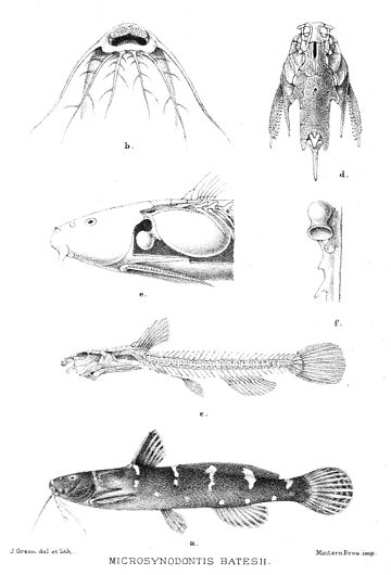 Microsynodontis