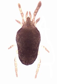 Microtrombidiidae Family of mites