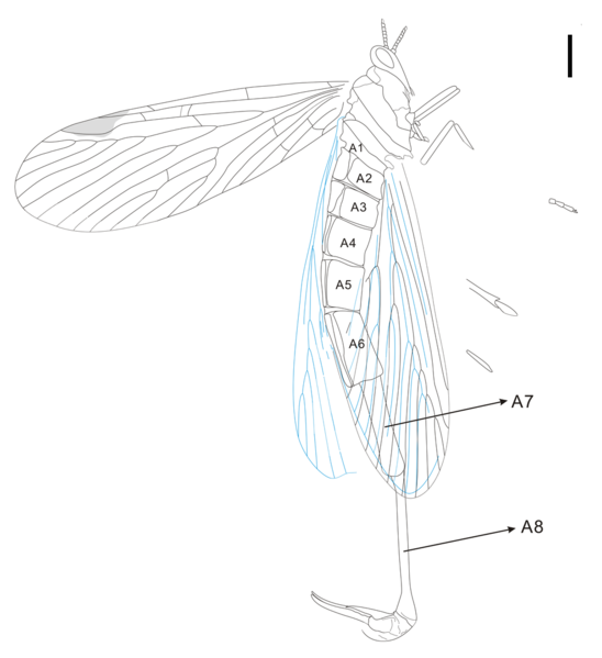 File:Miriholcorpa C.png