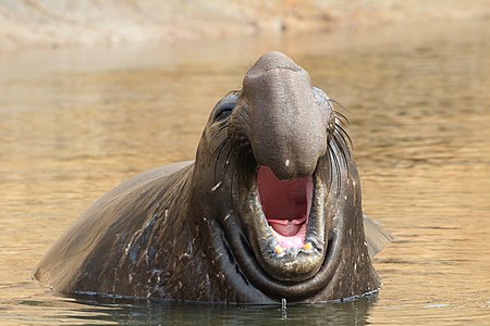 Mirounga angustirostris (Northern Elephant Seals)