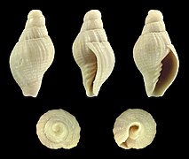 Mitra crebricosta, shell, juvenile