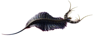 <i>Mobulavermis</i> Genus of Kerymachelid lobopodian from the Middle Cambrian