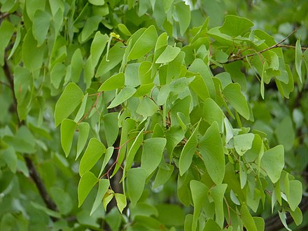 The bifoliate compound leaves of the mopane tree, Colophospermum mopane, suggest the common name "butterfly tree".