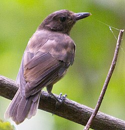 Morningbird Colluricincla tenebrosa photographed in Palau in 2013 by Devon Pike (cropped).jpg