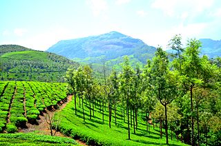 <span class="mw-page-title-main">Munnar</span> Town in Kerala, India