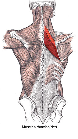 Anatomy of the rhomboid muscles