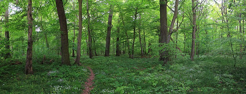 File:NSG Eldena. Buchenwald mit Stieleichen und Hainbuchen.jpg