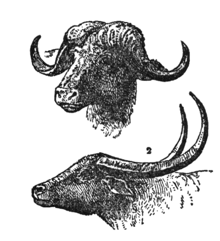 Tập_tin:NSRW_Buffalo.png