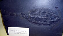 Nahecaris stuertzi at the Museum fur Naturkunde, Berlin Nahecaris.jpg