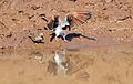 Namaqua dove, Oena capensis, at Mapungubwe National Park, Limpopo, South Africa (17901220458).jpg