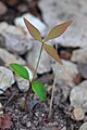 Nandina domestica seedling, with two green cotyledons, and a first red-green leaf
