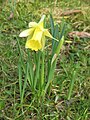 Narcissus pseudonarcissus subsp. pseudonarcissus close-up