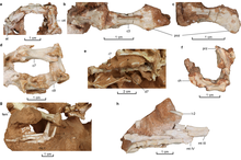 Body elements from the holotype Natovenator holotype postcrania.png