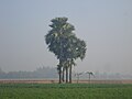 Natural beauty in bangladesh.jpg