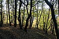 Acidophilous oak forest