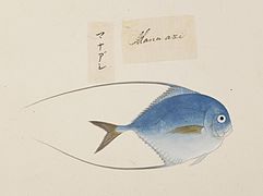 Alectis ciliaris, Kawahara Keiga, 1823 - 1829