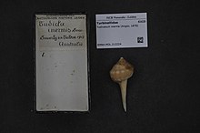 Naturalis биоалуантүрлілік орталығы - RMNH.MOL.212224 - Tudivasum inerme (Angas, 1878) - Turbinellidae - Mollusc shell.jpeg