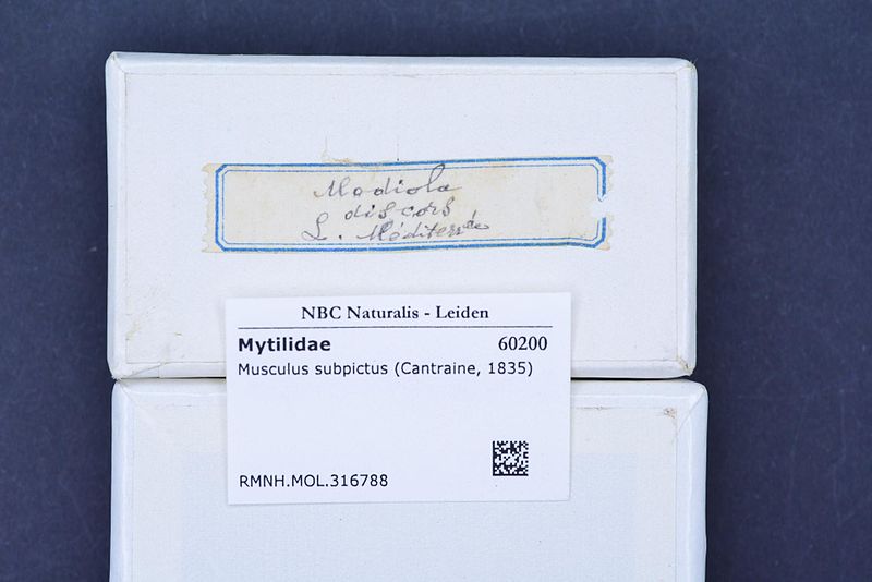 File:Naturalis Biodiversity Center - RMNH.MOL.316788 1 - Musculus subpictus (Cantraine, 1835) - Mytilidae - Mollusc shell.jpeg
