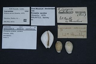 <i>Naria cernica</i> Species of gastropod