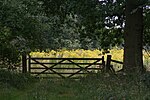 Thumbnail for File:Near Holton Gatehouse Level Crossing, a host of golden...ragwort - geograph.org.uk - 4587270.jpg