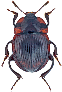 <span class="mw-page-title-main">Agyrtidae</span> Family of beetles