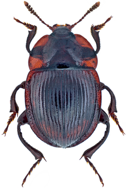 Necrophilus subterraneus (Dahl, 1807) (14954636326) (cropped).png