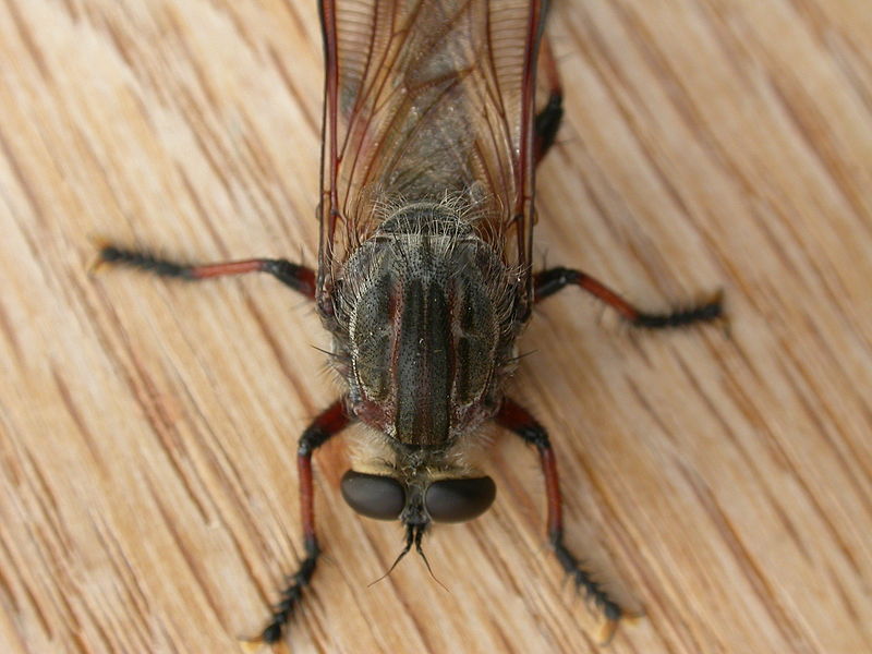 File:Neoaratus hercules (5423325212).jpg