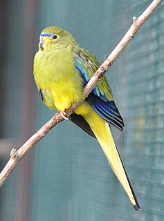 Elegant parrot species of bird