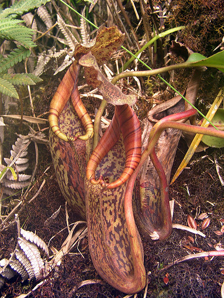 ไฟล์:Nepenthes burbidgeae x Nepenthes fusca.jpg