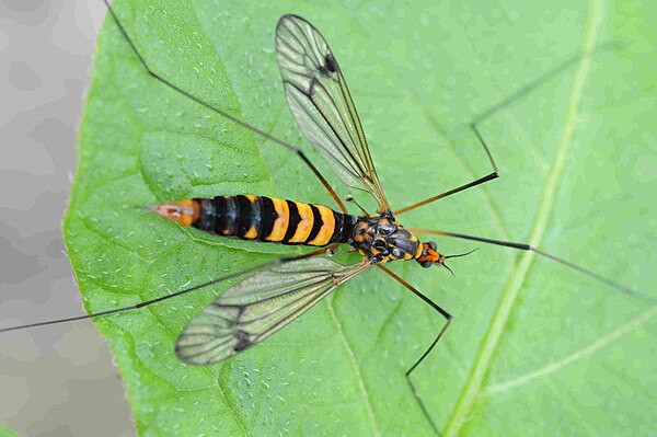 Взрослая особь. Nephrotoma crocata. 92. Nephrotoma crocata – долгоножка кольчатая.