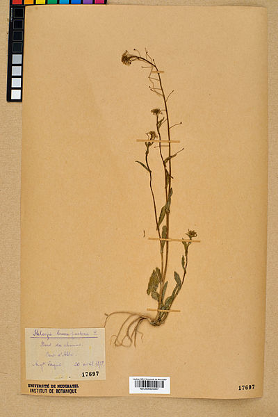File:Neuchâtel Herbarium - Capsella bursa-pastoris - NEU000023097.jpg
