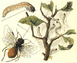 drawing of a fly living on pear plants