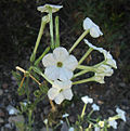 Vorschaubild für Nicotiana acuminata