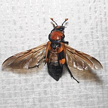 Adult female with wings spread before taking flight Nicrophorus americanus, American Burying Beetle (female) -- taking flight.jpg