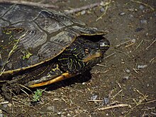 Tortue géographique, closeup.jpg