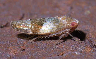 <i>Norvellina</i> Genus of leafhoppers