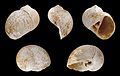 * Nomination Shell of a Pliocene gastropod, Notocochlis tigrina --Llez 08:45, 20 November 2011 (UTC) * Promotion Good quality & Useful. --PierreSelim 11:30, 20 November 2011 (UTC)