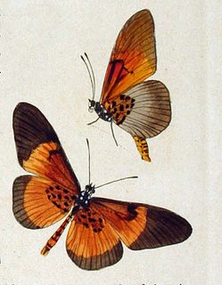 <i>Bematistes alcinoe</i> species of butterfly