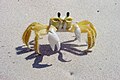 An Atlantic ghost crab (Ocypode quadrata) in Martinique.