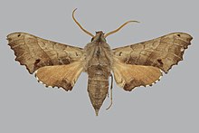 Odontosida pusillus, male, upperside. South Africa, Mooi R.jpg