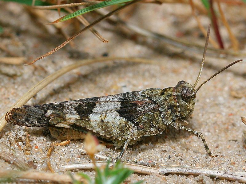 File:Oedipoda caerulescens korseby.jpeg