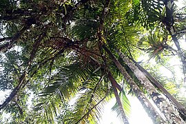 Oenocarpus mapora 6zz.jpg