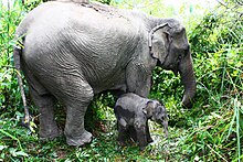 Un éléphanteau né au centre de conservation des éléphants de Sayaboury (Laos).