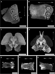 File:Ophiotreta eximia (10.5852-ejt.2022.810.1723) Figure 16.png (Category:Ophiotreta eximia)